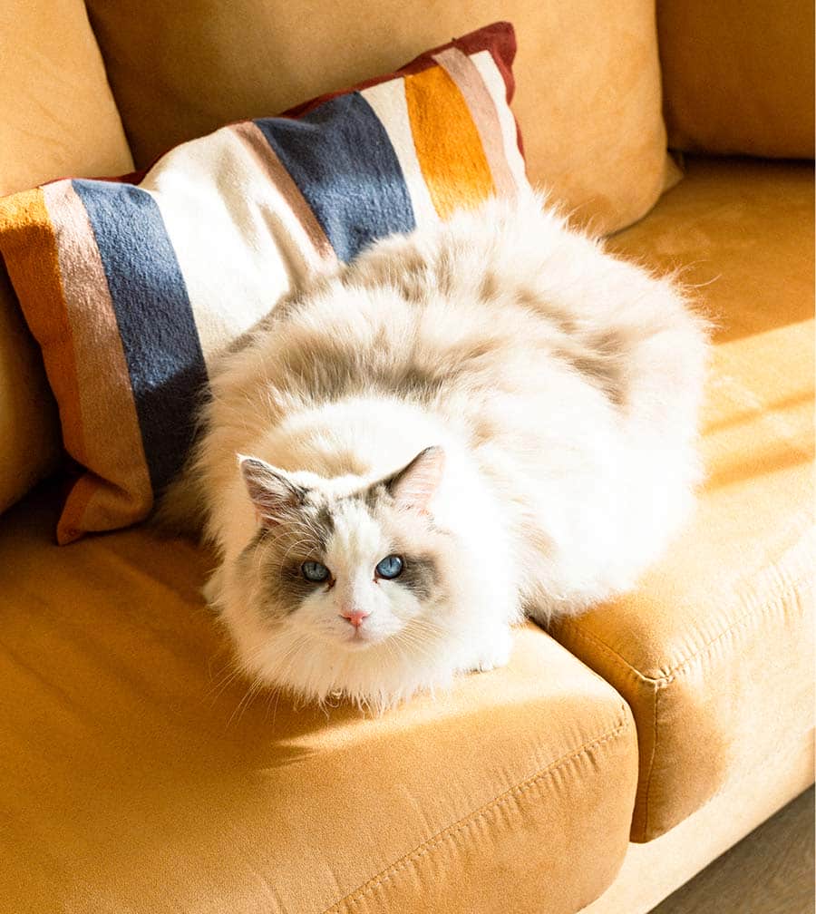 Un chat blanc posé sur un fauteuil, ambiance douce et cocooning. Un chat blanc posé sur un fauteuil, ambiance douce et cocooning.