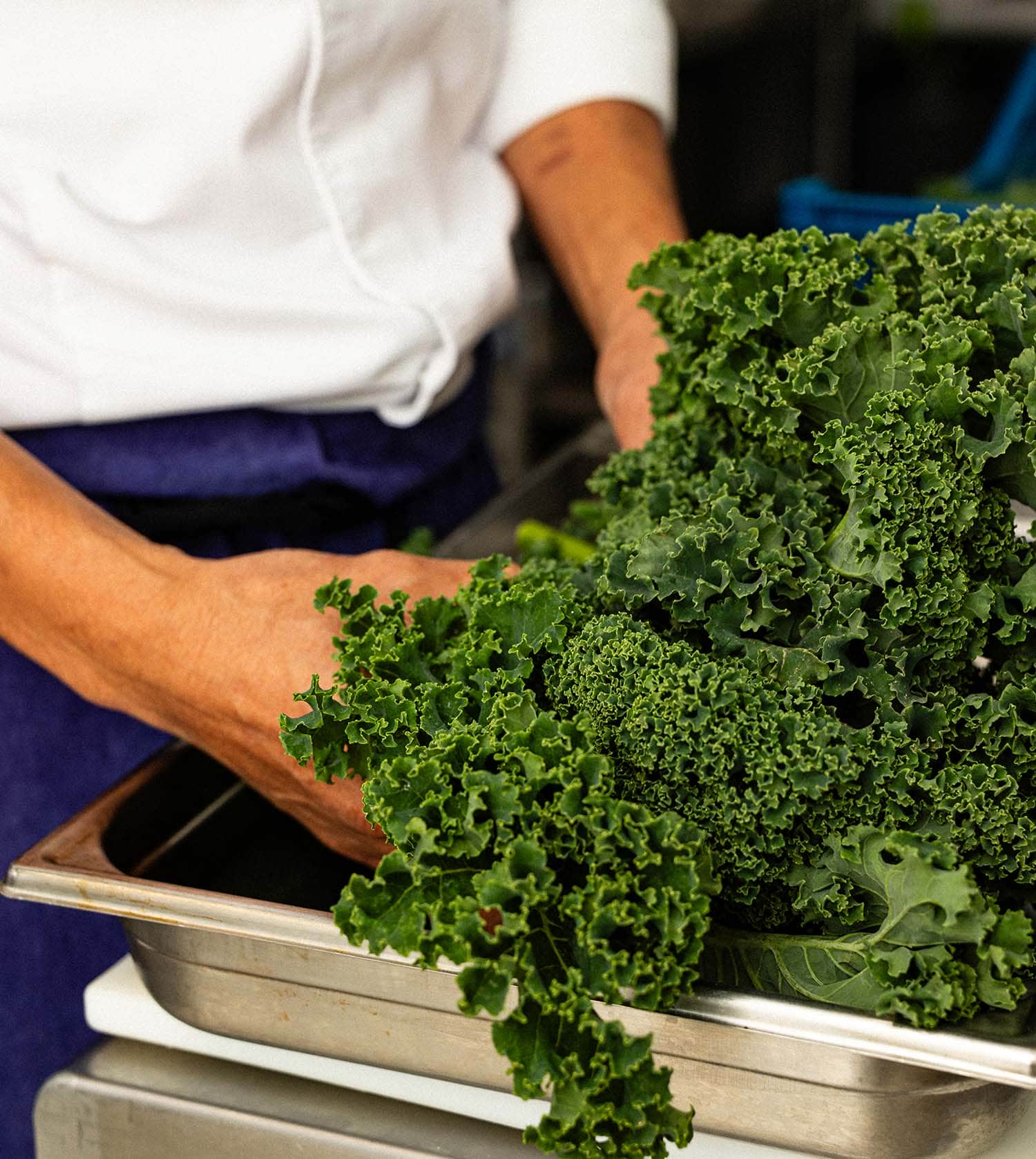Le chef lave les salades. Le chef lave les salades.